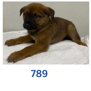 仔犬たちの家族になって下さい。789