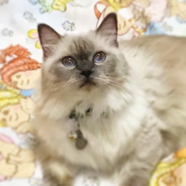 うちの可愛いタルト