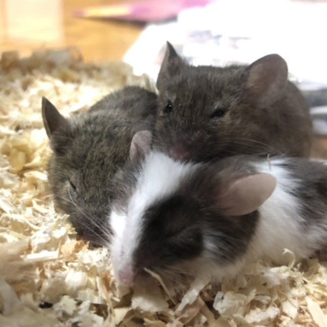 sugarglider117のカバー写真