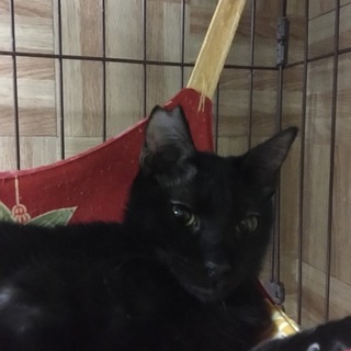 正式譲渡になりました