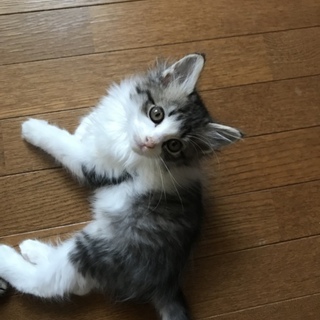 ふわふわキジ白シフォン君