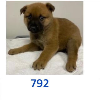 仔犬たちの家族になって下さい。792