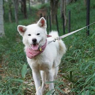 陽気な秋田犬、白玉君