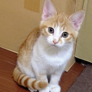 なでしこ家族募集中