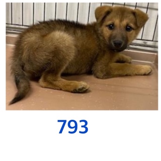 仔犬たちの家族になって下さい。793
