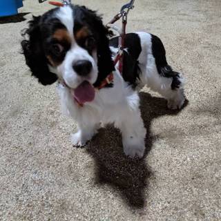 アメコカ君の里親募集中