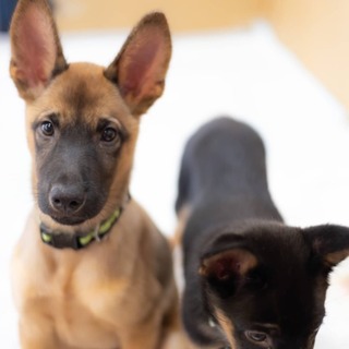 この子を助けてください。