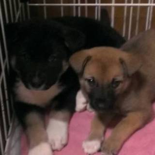 子犬ちゃんの家族を探しています