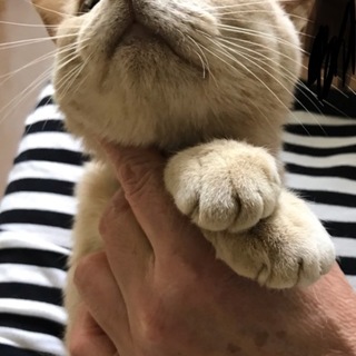 猫の里親募集！