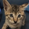 ねこたろお