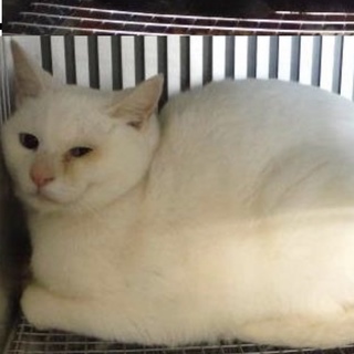 団体様より引出し。成猫 253