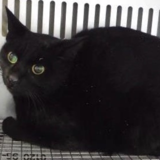 団体様より引出し。成猫 254