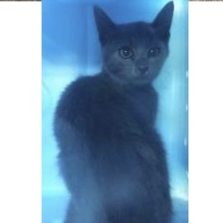 団体様より引出し。子猫 256