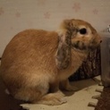 【保護うさぎ】ミニロップ不妊手術済み♀ 1才5カ月