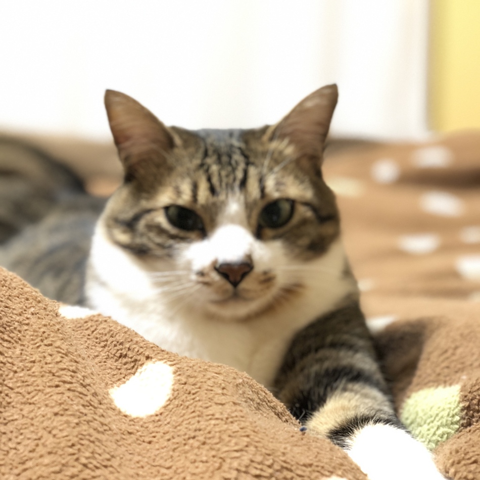 おキャンのカバー写真