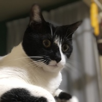 チッチ