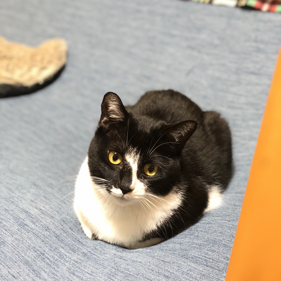 チッチのカバー写真