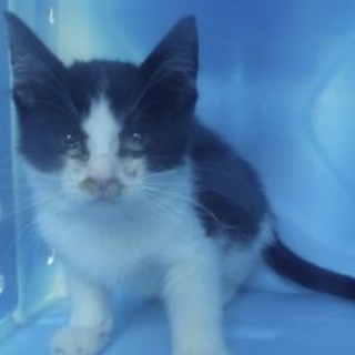 団体様より引出し。子猫 257