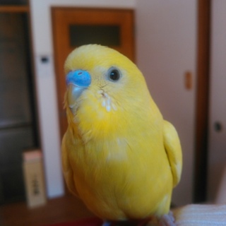 セキセイインコの里親募集！大阪