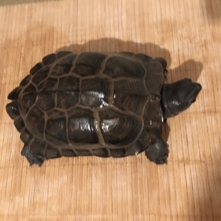 クサガメの里親さんを探しています