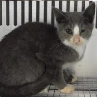 里親様に迎えられました。子猫 260