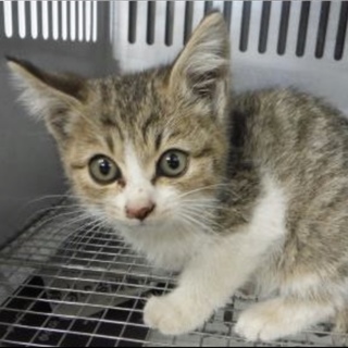 里親様に迎えられました。子猫 ♀261
