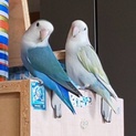 コザクラインコ雛里親募集❗️