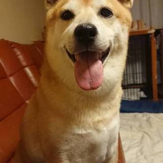 里親が決まりました。ありがとございました。