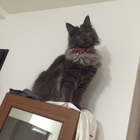グリ