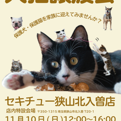 セキチュー狭山店猫の譲渡会