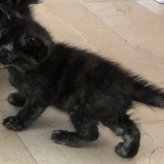 生後4週間サビ柄女の子