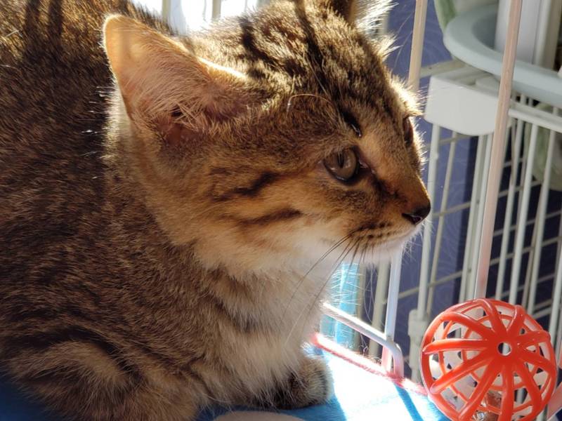 新しい名前は姫ちゃん ア 東京都 猫の里親募集 2224 ペットのおうち 月間利用者150万人