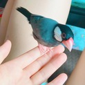 ♡手乗り小桜文鳥♡