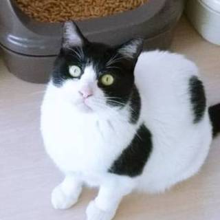 まん丸おめめのすのぉもぉくん