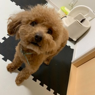 トイプードルを可愛がってくれる方探してます！