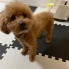 トイプードルを可愛がってくれる方探してます！ サムネイル2