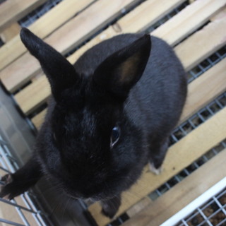 真っ黒うさぎ