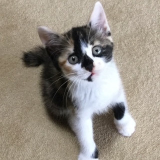 美しい黒三毛の女の子、みやびです！