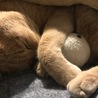 の写真