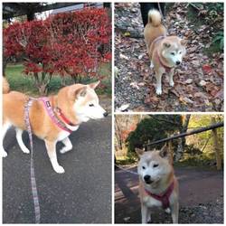 紅葉狩り(*˘︶˘*).｡.:*♡②