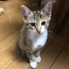 しょうれん
