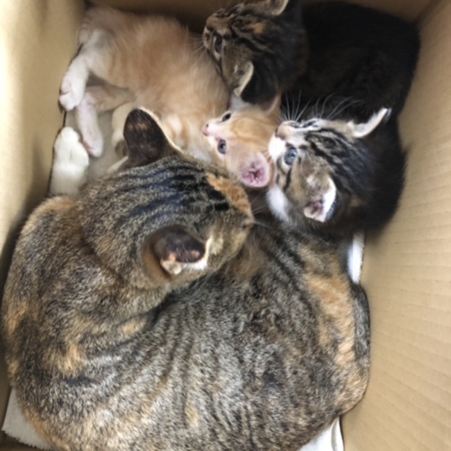 しょうれんのカバー写真