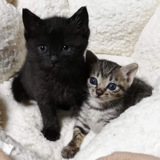 トライアル、お見合予定あり。