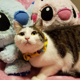 超甘えん坊のもふもふちゃん(動画あり)