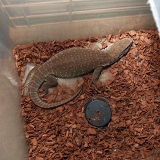 急募。サバンナモニター