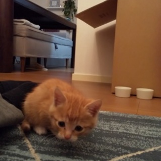 １ヶ月の茶トラ君