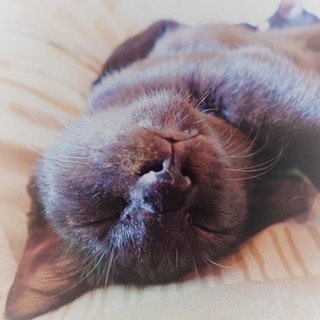 ありがとうございました！沖縄離島の保護っ子