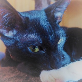 ありがとうございました！沖縄離島の保護っ子