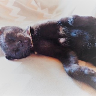 ありがとうございました！沖縄離島の保護っ子