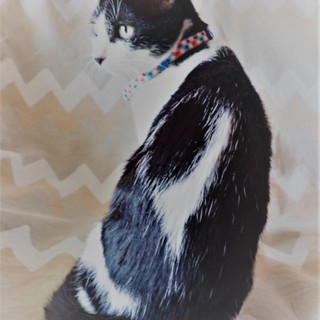 ありがとうございました！沖縄離島の保護っ子